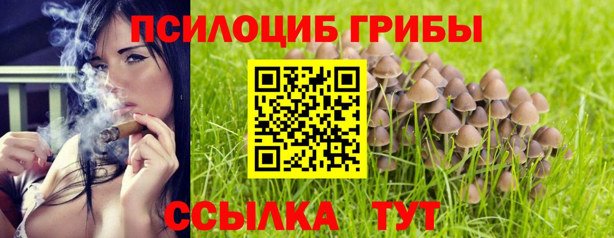 что такое   Вход с VPN  Знаменск  Галлюциногенные грибы Psilocybine cubensis  Псилоцибиновые грибы Cubensis 